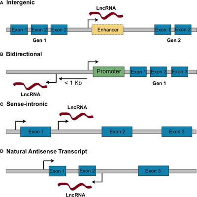 Long Non-Coding RNAs as Key Modulators of Pancreatic β-Cell Mass and Function